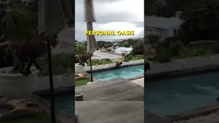 Monkey's having a Pool Party