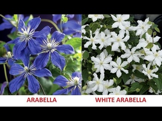 Клематис ARABELLA и НОВИНКА клематис WHITE ARABELLA